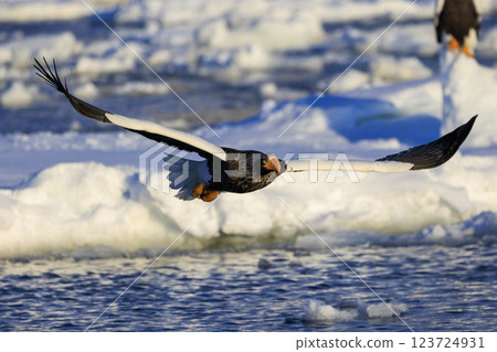 King of the sea, messenger of drift ice, Steller's sea eagle, photographed in Rausu Town, Menashi District, Hokkaido King of the sea, messenger of drift ice, Steller's sea eagle, photographed in Rausu Town, Menashi District, Hokkaido 123724931