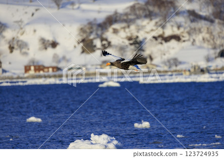 King of the sea, messenger of drift ice, Steller's sea eagle, photographed in Rausu Town, Menashi District, Hokkaido 123724935