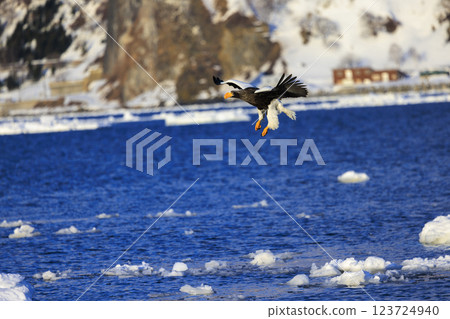 King of the sea, messenger of drift ice, Steller's sea eagle, photographed in Rausu Town, Menashi District, Hokkaido King of the sea, messenger of drift ice, Steller's sea eagle, photographed in Rausu Town, Menashi District, Hokkaido 123724940