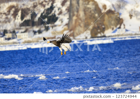 King of the sea, messenger of drift ice, Steller's sea eagle, photographed in Rausu Town, Menashi District, Hokkaido King of the sea, messenger of drift ice, Steller's sea eagle, photographed in Rausu Town, Menashi District, Hokkaido 123724944