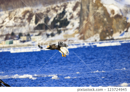 King of the sea, messenger of drift ice, Steller's sea eagle, photographed in Rausu Town, Menashi District, Hokkaido King of the sea, messenger of drift ice, Steller's sea eagle, photographed in Rausu Town, Menashi District, Hokkaido 123724945