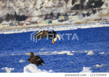King of the sea, messenger of drift ice, Steller's sea eagle, photographed in Rausu Town, Menashi District, Hokkaido 123724949