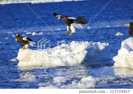 King of the sea, messenger of drift ice, Steller's sea eagle, photographed in Rausu Town, Menashi District, Hokkaido 123724957
