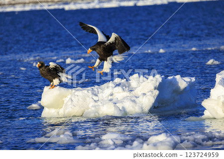 King of the sea, messenger of drift ice, Steller's sea eagle, photographed in Rausu Town, Menashi District, Hokkaido King of the sea, messenger of drift ice, Steller's sea eagle, photographed in Rausu Town, Menashi District, Hokkaido 123724959
