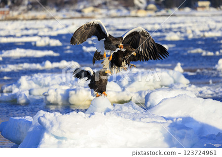 King of the sea, messenger of drift ice, Steller's sea eagle, photographed in Rausu Town, Menashi District, Hokkaido King of the sea, messenger of drift ice, Steller's sea eagle, photographed in Rausu Town, Menashi District, Hokkaido 123724961
