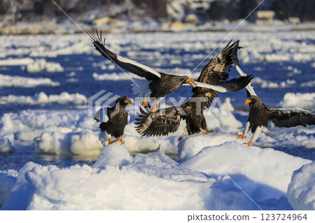 King of the sea, messenger of drift ice, Steller's sea eagle, photographed in Rausu Town, Menashi District, Hokkaido King of the sea, messenger of drift ice, Steller's sea eagle, photographed in Rausu Town, Menashi District, Hokkaido 123724964