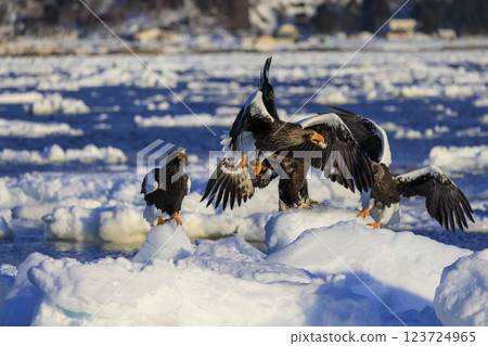 King of the sea, messenger of drift ice, Steller's sea eagle, photographed in Rausu Town, Menashi District, Hokkaido 123724965