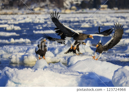King of the sea, messenger of drift ice, Steller's sea eagle, photographed in Rausu Town, Menashi District, Hokkaido 123724966