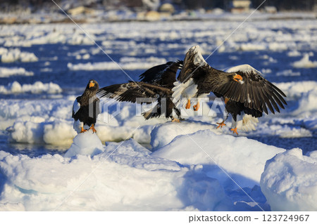 King of the sea, messenger of drift ice, Steller's sea eagle, photographed in Rausu Town, Menashi District, Hokkaido 123724967