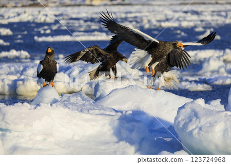 King of the sea, messenger of drift ice, Steller's sea eagle, photographed in Rausu Town, Menashi District, Hokkaido King of the sea, messenger of drift ice, Steller's sea eagle, photographed in Rausu Town, Menashi District, Hokkaido 123724968