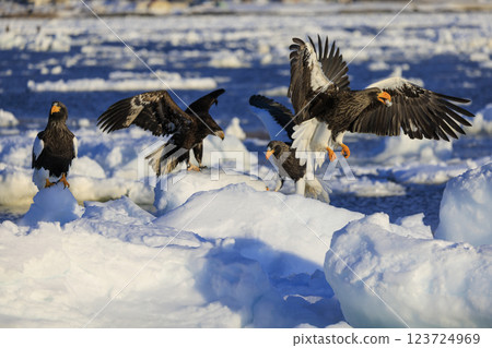 King of the sea, messenger of drift ice, Steller's sea eagle, photographed in Rausu Town, Menashi District, Hokkaido King of the sea, messenger of drift ice, Steller's sea eagle, photographed in Rausu Town, Menashi District, Hokkaido 123724969