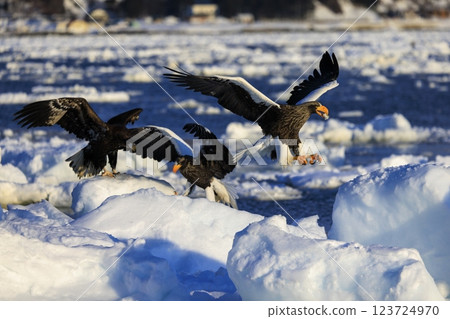 King of the sea, messenger of drift ice, Steller's sea eagle, photographed in Rausu Town, Menashi District, Hokkaido King of the sea, messenger of drift ice, Steller's sea eagle, photographed in Rausu Town, Menashi District, Hokkaido 123724970