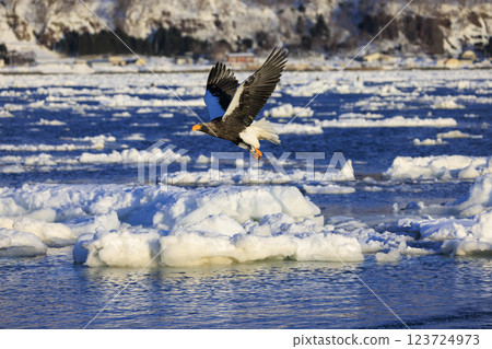 King of the sea, messenger of drift ice, Steller's sea eagle, photographed in Rausu Town, Menashi District, Hokkaido 123724973