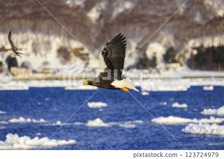 King of the sea, messenger of drift ice, Steller's sea eagle, photographed in Rausu Town, Menashi District, Hokkaido 123724979
