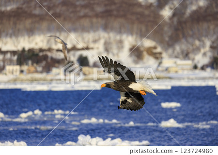 King of the sea, messenger of drift ice, Steller's sea eagle, photographed in Rausu Town, Menashi District, Hokkaido King of the sea, messenger of drift ice, Steller's sea eagle, photographed in Rausu Town, Menashi District, Hokkaido 123724980