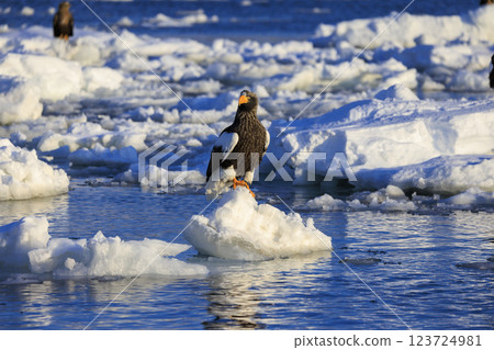 King of the sea, messenger of drift ice, Steller's sea eagle, photographed in Rausu Town, Menashi District, Hokkaido King of the sea, messenger of drift ice, Steller's sea eagle, photographed in Rausu Town, Menashi District, Hokkaido 123724981