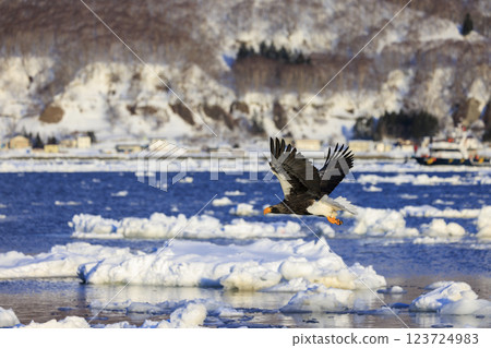King of the sea, messenger of drift ice, Steller's sea eagle, photographed in Rausu Town, Menashi District, Hokkaido King of the sea, messenger of drift ice, Steller's sea eagle, photographed in Rausu Town, Menashi District, Hokkaido 123724983
