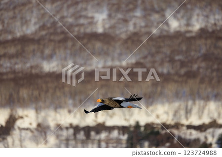 King of the sea, messenger of drift ice, Steller's sea eagle, photographed in Rausu Town, Menashi District, Hokkaido 123724988