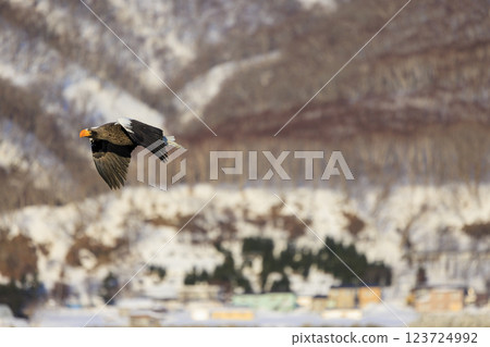 King of the sea, messenger of drift ice, Steller's sea eagle, photographed in Rausu Town, Menashi District, Hokkaido 123724992