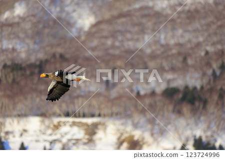 King of the sea, messenger of drift ice, Steller's sea eagle, photographed in Rausu Town, Menashi District, Hokkaido 123724996
