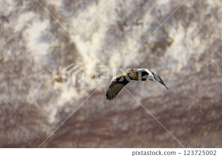 King of the sea, messenger of drift ice, Steller's sea eagle, photographed in Rausu Town, Menashi District, Hokkaido 123725002