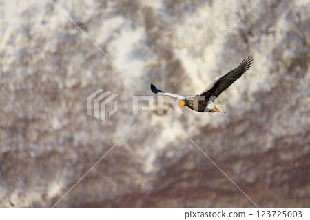 King of the sea, messenger of drift ice, Steller's sea eagle, photographed in Rausu Town, Menashi District, Hokkaido 123725003