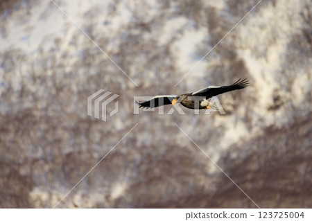 King of the sea, messenger of drift ice, Steller's sea eagle, photographed in Rausu Town, Menashi District, Hokkaido King of the sea, messenger of drift ice, Steller's sea eagle, photographed in Rausu Town, Menashi District, Hokkaido 123725004