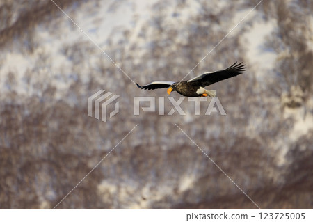 King of the sea, messenger of drift ice, Steller's sea eagle, photographed in Rausu Town, Menashi District, Hokkaido 123725005