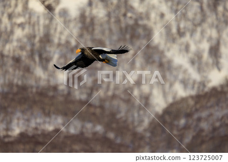 King of the sea, messenger of drift ice, Steller's sea eagle, photographed in Rausu Town, Menashi District, Hokkaido 123725007