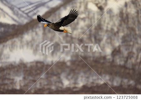 King of the sea, messenger of drift ice, Steller's sea eagle, photographed in Rausu Town, Menashi District, Hokkaido King of the sea, messenger of drift ice, Steller's sea eagle, photographed in Rausu Town, Menashi District, Hokkaido 123725008
