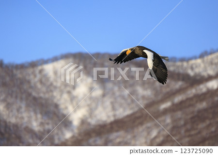 King of the sea, messenger of drift ice, Steller's sea eagle, photographed in Rausu Town, Menashi District, Hokkaido 123725090