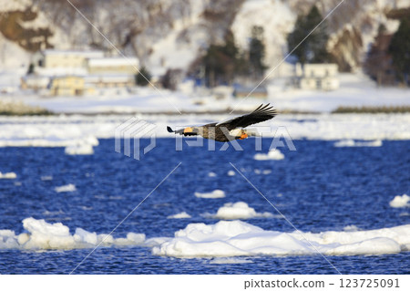 King of the sea, messenger of drift ice, Steller's sea eagle, photographed in Rausu Town, Menashi District, Hokkaido King of the sea, messenger of drift ice, Steller's sea eagle, photographed in Rausu Town, Menashi District, Hokkaido 123725091
