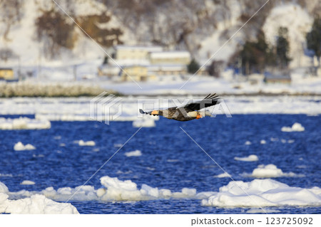 King of the sea, messenger of drift ice, Steller's sea eagle, photographed in Rausu Town, Menashi District, Hokkaido 123725092
