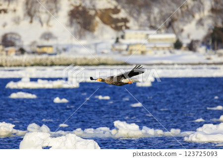 King of the sea, messenger of drift ice, Steller's sea eagle, photographed in Rausu Town, Menashi District, Hokkaido 123725093