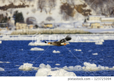 King of the sea, messenger of drift ice, Steller's sea eagle, photographed in Rausu Town, Menashi District, Hokkaido King of the sea, messenger of drift ice, Steller's sea eagle, photographed in Rausu Town, Menashi District, Hokkaido 123725094