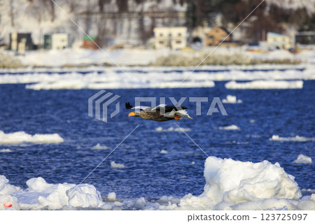 King of the sea, messenger of drift ice, Steller's sea eagle, photographed in Rausu Town, Menashi District, Hokkaido King of the sea, messenger of drift ice, Steller's sea eagle, photographed in Rausu Town, Menashi District, Hokkaido 123725097