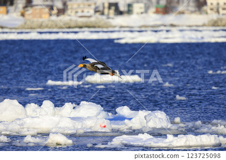 King of the sea, messenger of drift ice, Steller's sea eagle, photographed in Rausu Town, Menashi District, Hokkaido King of the sea, messenger of drift ice, Steller's sea eagle, photographed in Rausu Town, Menashi District, Hokkaido 123725098