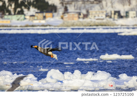 King of the sea, messenger of drift ice, Steller's sea eagle, photographed in Rausu Town, Menashi District, Hokkaido King of the sea, messenger of drift ice, Steller's sea eagle, photographed in Rausu Town, Menashi District, Hokkaido 123725100
