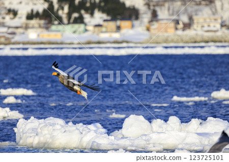 King of the sea, messenger of drift ice, Steller's sea eagle, photographed in Rausu Town, Menashi District, Hokkaido 123725101