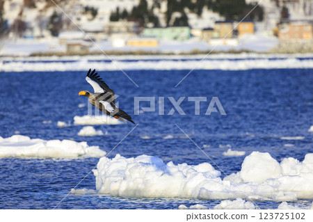 King of the sea, messenger of drift ice, Steller's sea eagle, photographed in Rausu Town, Menashi District, Hokkaido King of the sea, messenger of drift ice, Steller's sea eagle, photographed in Rausu Town, Menashi District, Hokkaido 123725102