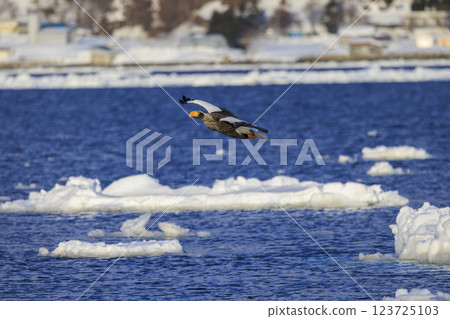 King of the sea, messenger of drift ice, Steller's sea eagle, photographed in Rausu Town, Menashi District, Hokkaido 123725103