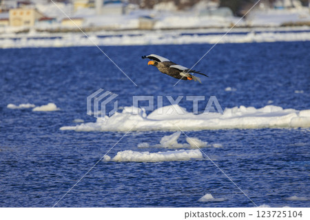 King of the sea, messenger of drift ice, Steller's sea eagle, photographed in Rausu Town, Menashi District, Hokkaido King of the sea, messenger of drift ice, Steller's sea eagle, photographed in Rausu Town, Menashi District, Hokkaido 123725104
