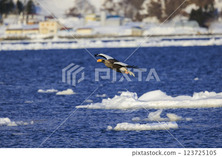 海上之王、流冰使者、虎頭海雕，拍攝於北海道目梨郡羅臼町 123725105