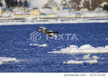 海上之王、流冰使者、虎頭海雕，拍攝於北海道目梨郡羅臼町 123725106
