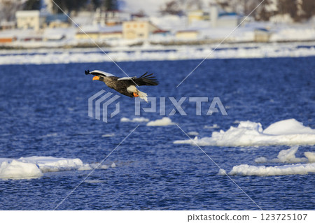 海上之王、流冰使者、虎頭海雕，拍攝於北海道目梨郡羅臼町 123725107