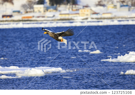 King of the sea, messenger of drift ice, Steller's sea eagle, photographed in Rausu Town, Menashi District, Hokkaido King of the sea, messenger of drift ice, Steller's sea eagle, photographed in Rausu Town, Menashi District, Hokkaido 123725108