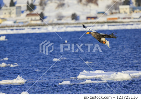King of the sea, messenger of drift ice, Steller's sea eagle, photographed in Rausu Town, Menashi District, Hokkaido 123725110