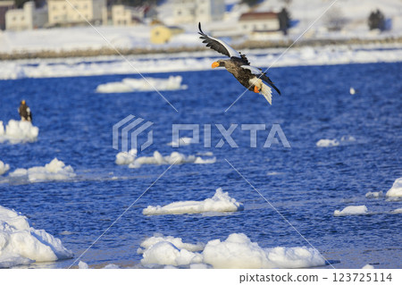 King of the sea, messenger of drift ice, Steller's sea eagle, photographed in Rausu Town, Menashi District, Hokkaido 123725114