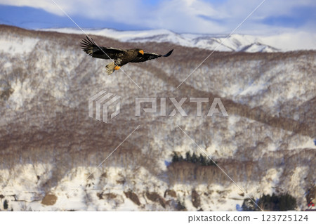 King of the sea, messenger of drift ice, Steller's sea eagle, photographed in Rausu Town, Menashi District, Hokkaido King of the sea, messenger of drift ice, Steller's sea eagle, photographed in Rausu Town, Menashi District, Hokkaido 123725124