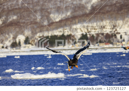 King of the sea, messenger of drift ice, Steller's sea eagle, photographed in Rausu Town, Menashi District, Hokkaido King of the sea, messenger of drift ice, Steller's sea eagle, photographed in Rausu Town, Menashi District, Hokkaido 123725127